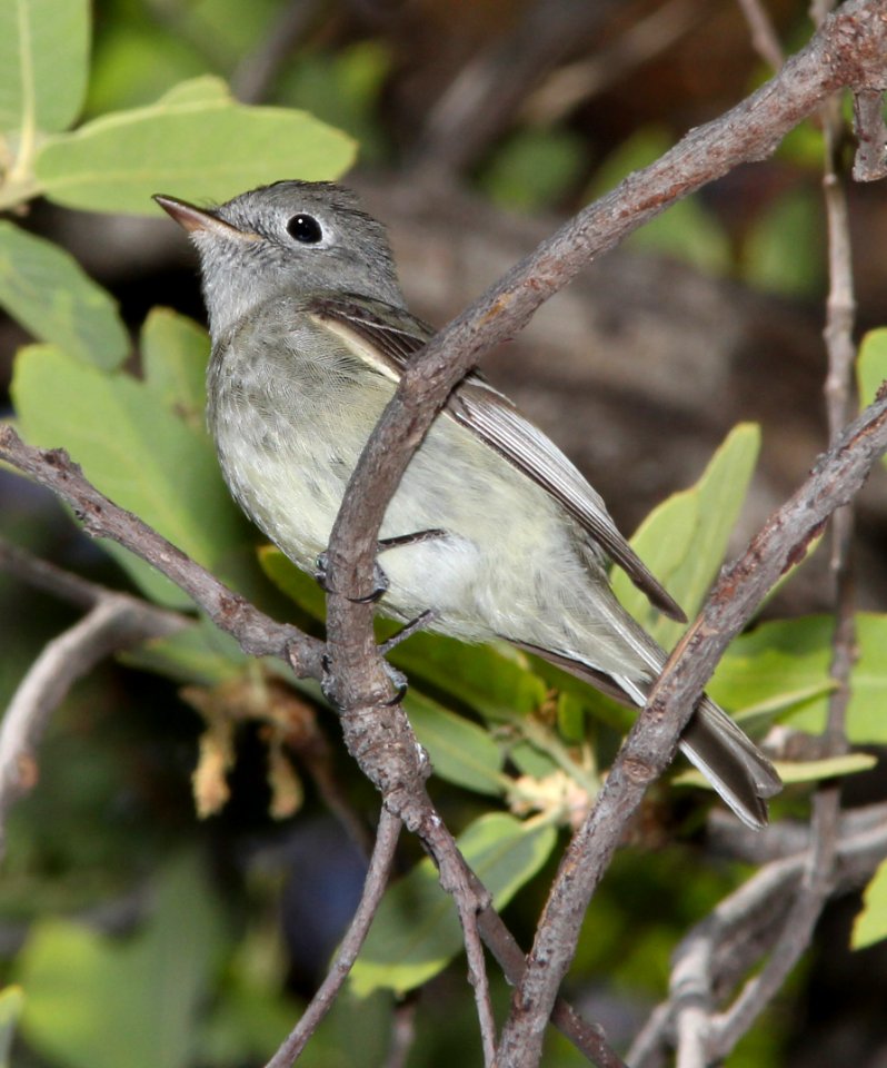 580 - HAMMOND'S FLYCATCHER (5-11-13) temporal gulch, santa rita mts, scc, az -01