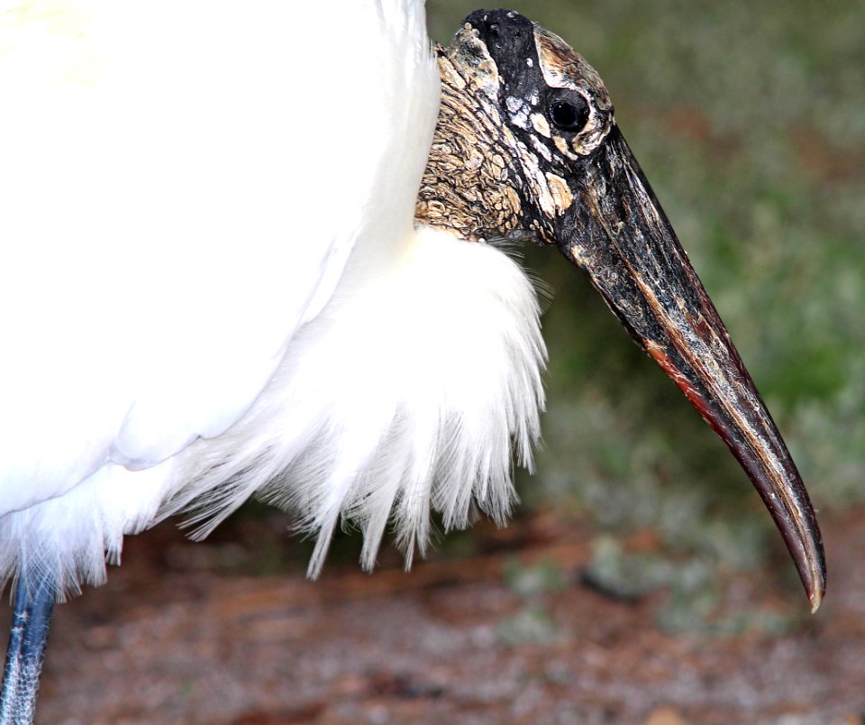 159 - WOOD STORK (2-20-13) sebastian inlet st park, indian river co, fl  (5)