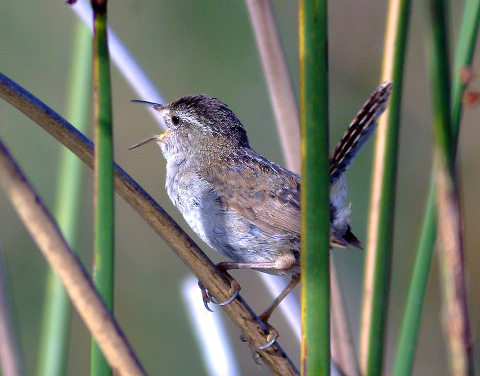 696 - MARSH WREN (6-9-08) oso flaco, slo co, ca (3)
