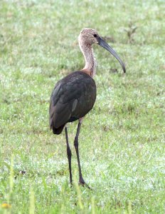 200 - WHITE-FACED IBIS (9-8-11) rio rico ponds, scc, az  (7)