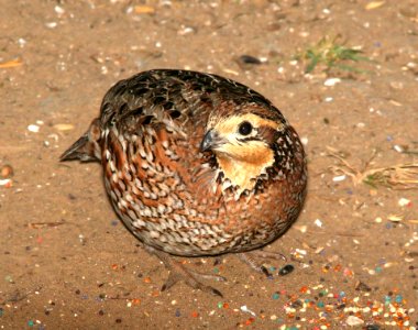 071 - NORTHERN BOBWHITE (1-15-09) falcon lake st park, tx
