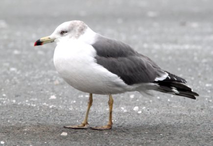 357 - BLACK-TAILED GULL (2-19-11) Quidi Vidi Lake, St John's, Newfoundland   (3)