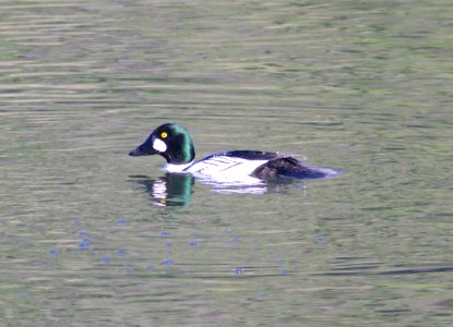 058 - COMMON GOLDENEYE (3-15-09) bob jones bridge, sloco, ca (2)