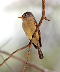 585 - BUFF-BREASTED FLYCATCHER (5-11-13) temporal gulch, santa rita mts, scc, az -03