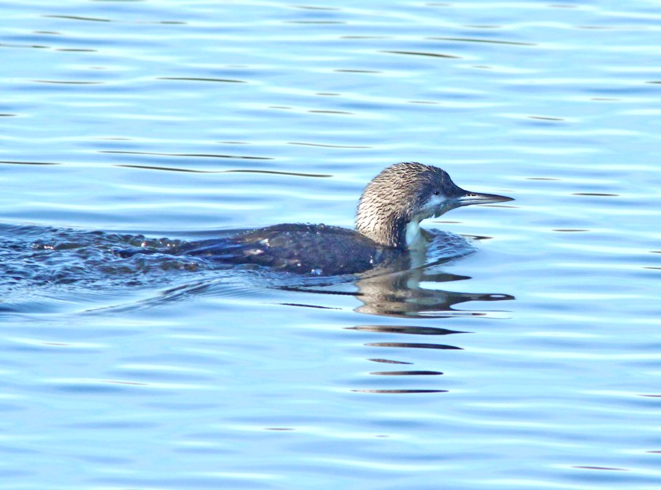 092 - PACIFIC LOON (1-5-10) oso flaco, slo co, ca  (2)
