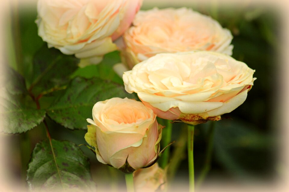 Flower fragrance pink