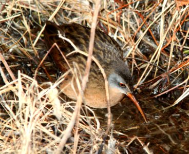 239 - VIRGINIA RAIL (1-15-11) patagonia lake, scc, az  (3)