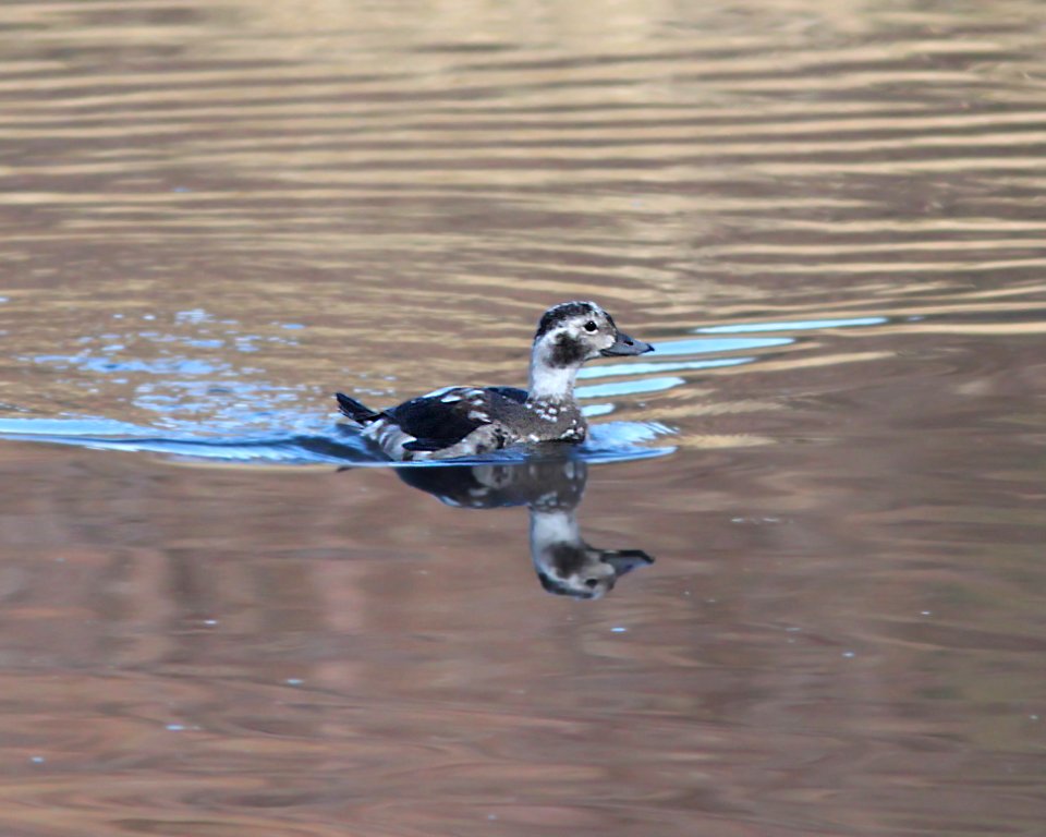 056 - LONG-TAILED DUCK (11-4-11) pena blanca lake, scc, az  (17)