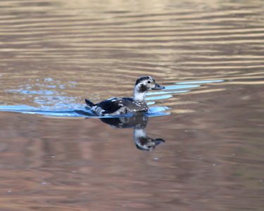 056 - LONG-TAILED DUCK (11-4-11) pena blanca lake, scc, az  (17)