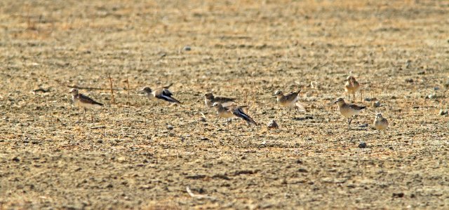 268 - MOUNTAIN PLOVER (10-29-09) carrizo plain, slo co, ca