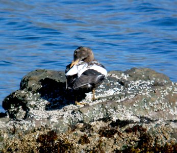 050 - COMMON EIDER (9-06) attu, ak (1)