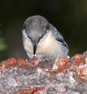 687 - PYGMY NUTHATCH (8-19-11) los alamos, nm  (3)