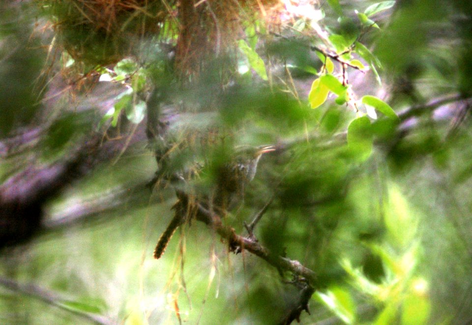 700 - SINALOA WREN (6-19-09) nest, patagonia, az - (2)