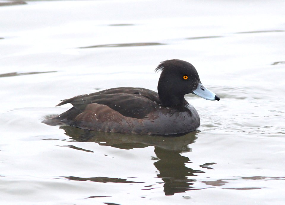 044 - TUFTED DUCK (2-15-11) Quidi Vidi Lake, St John's, Newfoundland  (6)