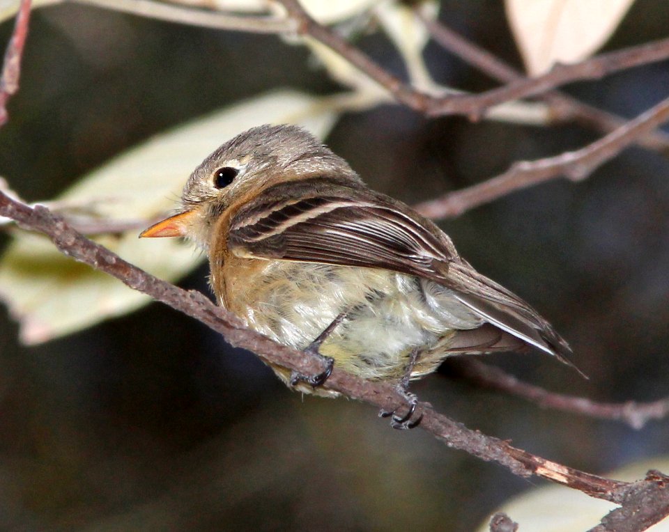 585 - BUFF-BREASTED FLYCATCHER (5-11-13) temporal gulch, santa rita mts, scc, az -05