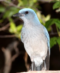 643 - MEXICAN JAY (4-26-13) sunshine flats cg, cave creek, cochise co, az  (3)