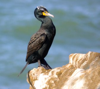 170 - DOUBLE-CRESTED CORMORANT (3-24-09) piedras blancas, sloco, ca (2)