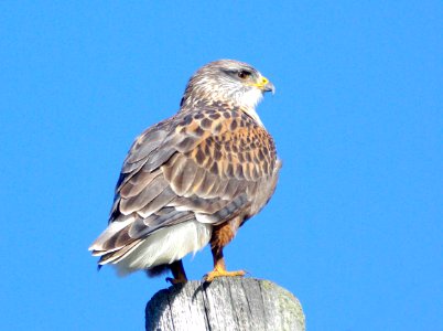 231 - FERRUGINOUS HAWK (2-12-09) north coast, slo co, ca (2)