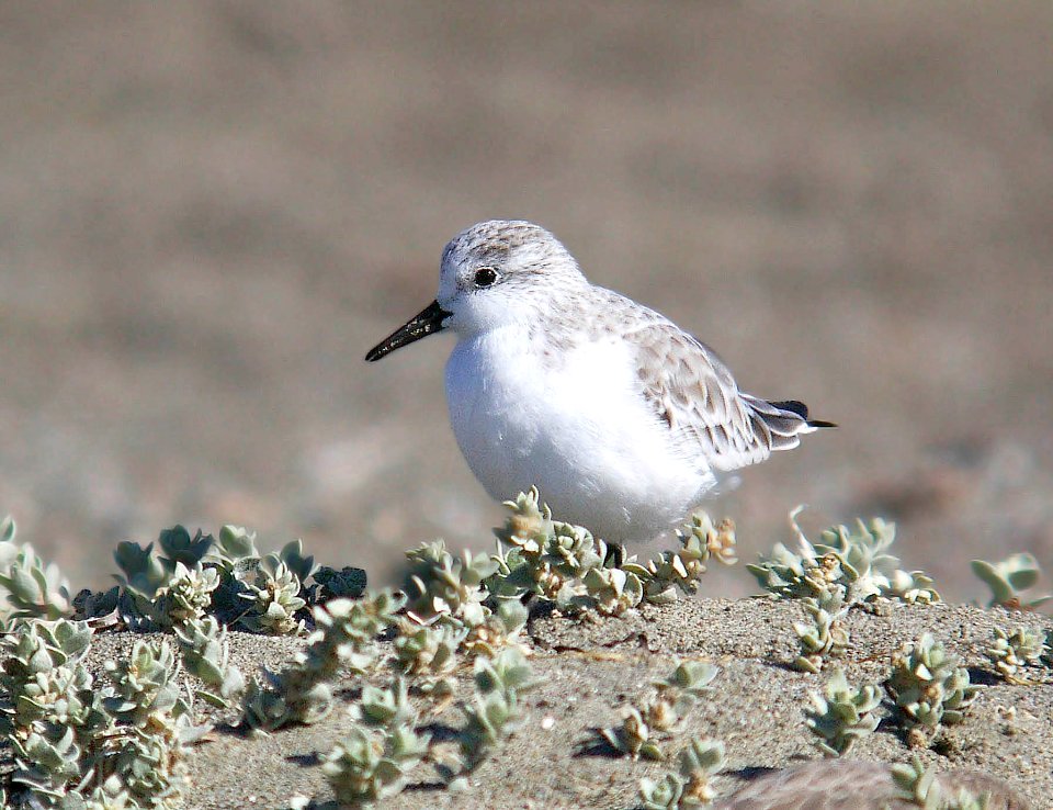 310 - SANDERLING (10-29-05) slo co, ca