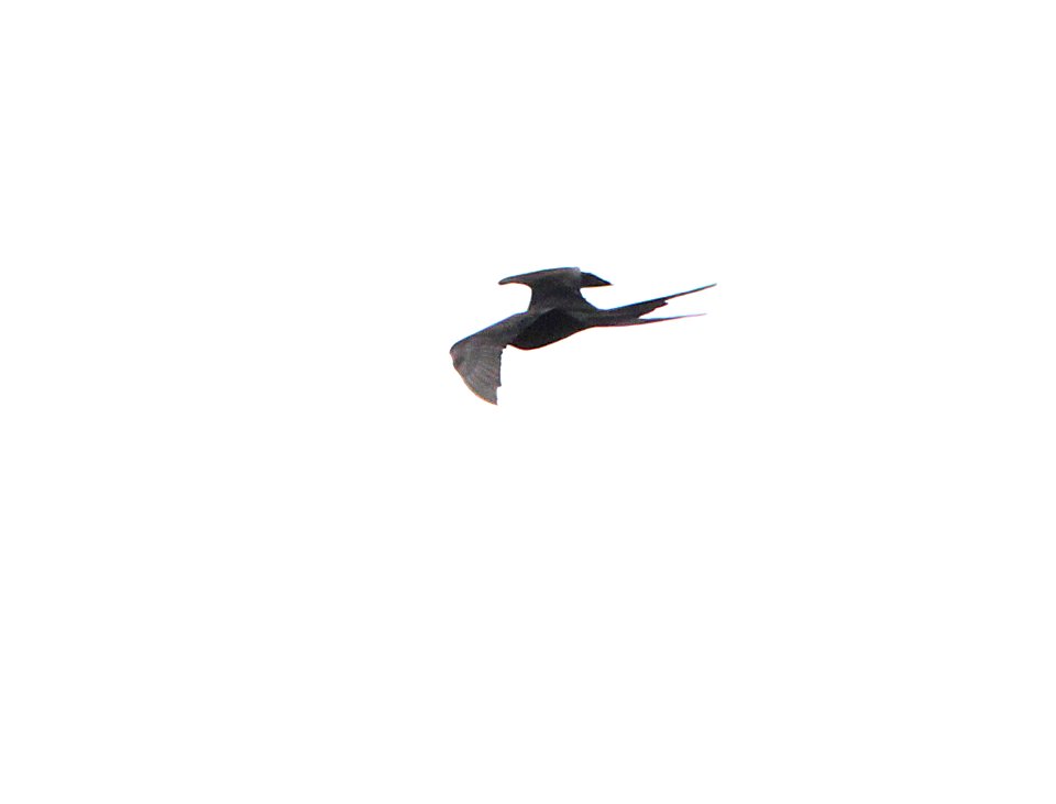 160 - MAGNIFICENT FRIGATEBIRD (2-25-13) pinellas co, fl  (2)