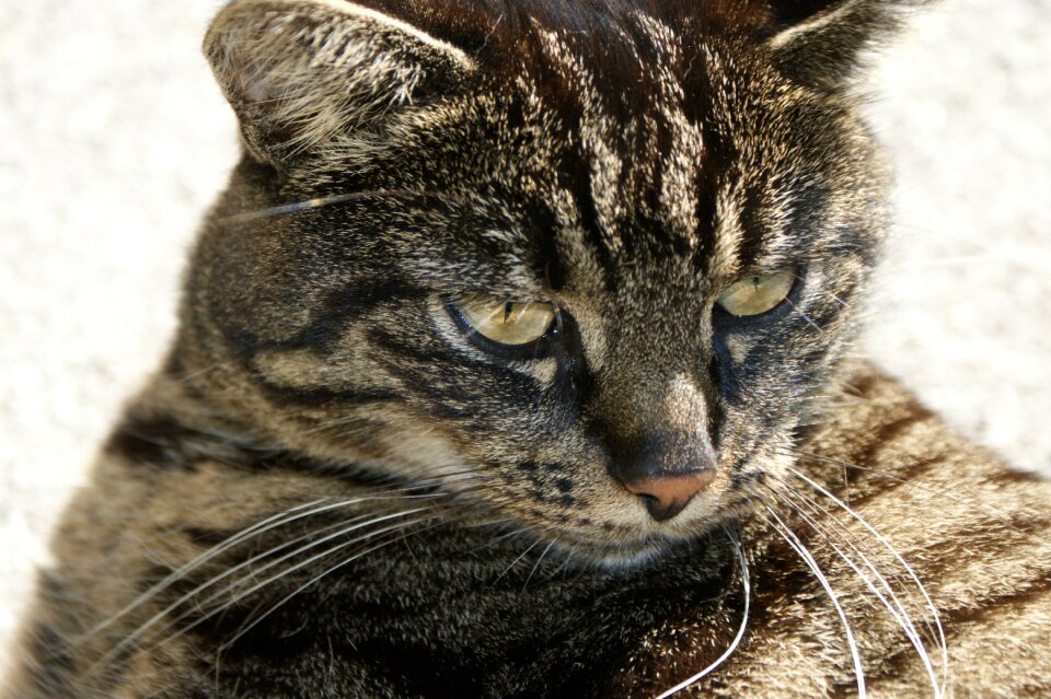Pet tiger cat domestic cat