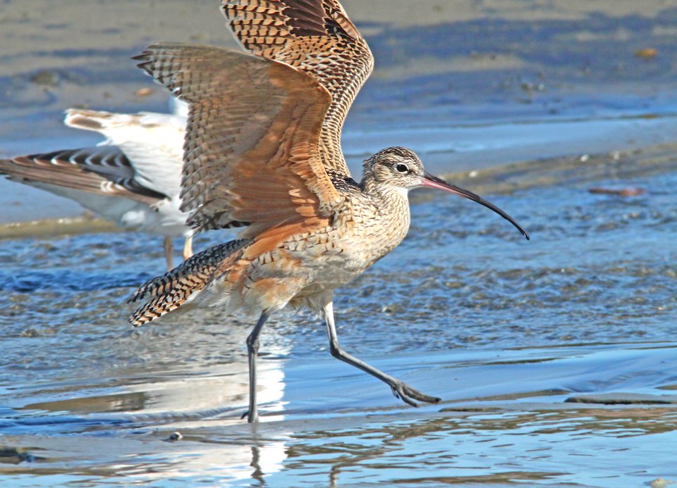 300 - LONG-BILLED CURLEW (3-22-10) morro bay, slo co, ca (10)