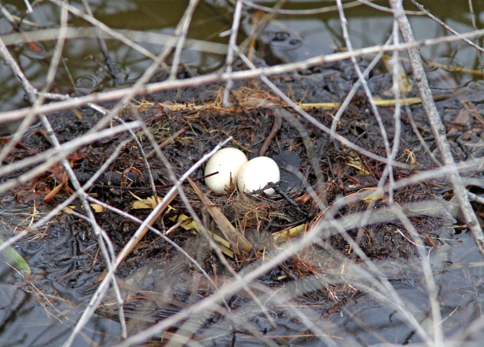 095 - LEAST GREBE nest (7-1-12) pena blanca lake, scc, az (2)