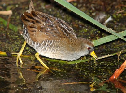 240 - SORA (11-1-10) patagonia lake, scc, az  (3)