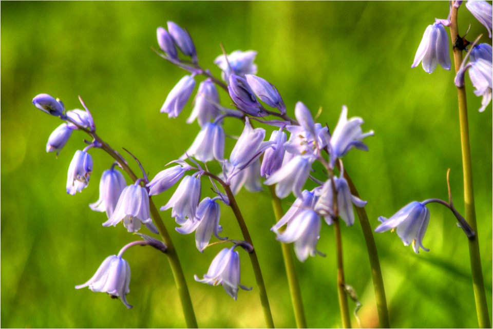 29 Bluebells