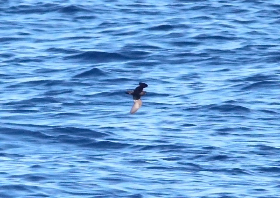 154 - LEAST STORM-PETREL (10-3-09) off San Diego, ca