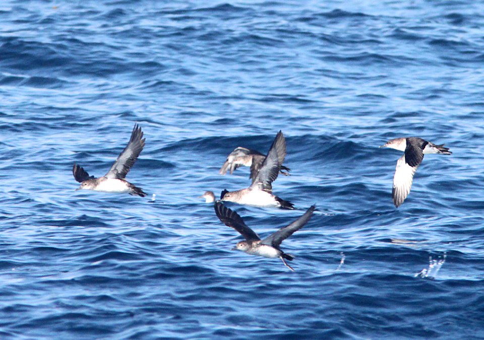 138 - BLACK-VENTED SHEARWATER (10-3-09) off San Diego, ca (2)