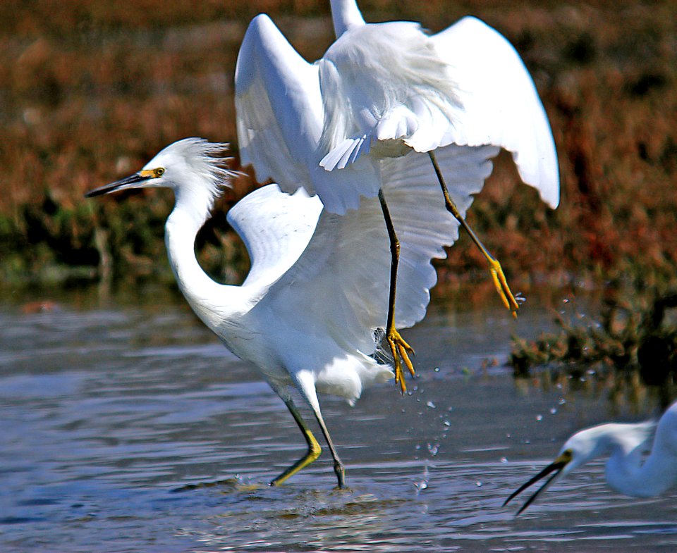 188 - SNOWY EGRET (10-18-05) sloco, ca (1)