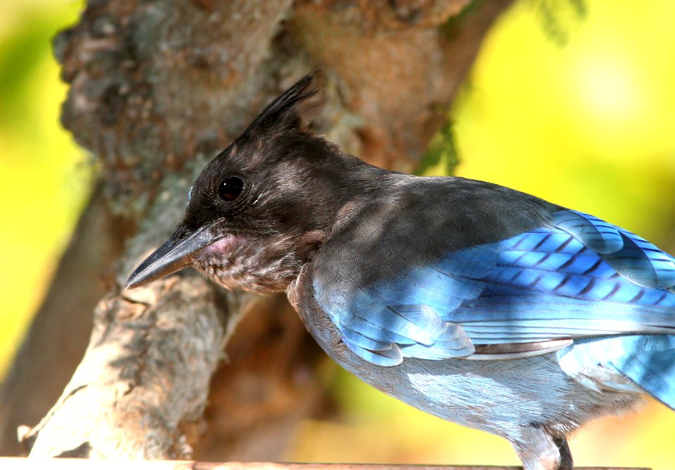 638 - STELLER'S JAY (9-25-08) canet rd, slo co, ca (1)