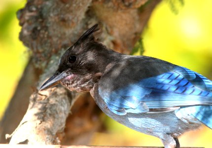 638 - STELLER'S JAY (9-25-08) canet rd, slo co, ca (1)