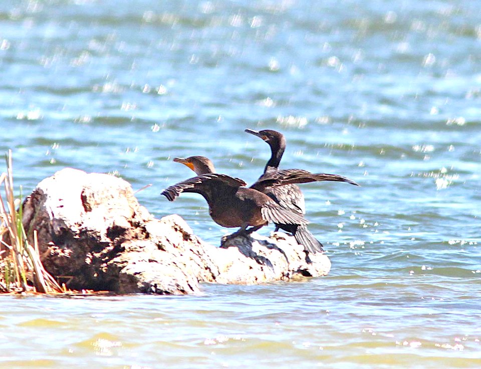 DOUBLE-CRESTED & NEOTROPIC CORMORANT (4-11-11) patagonia lake, scc, az  (3)