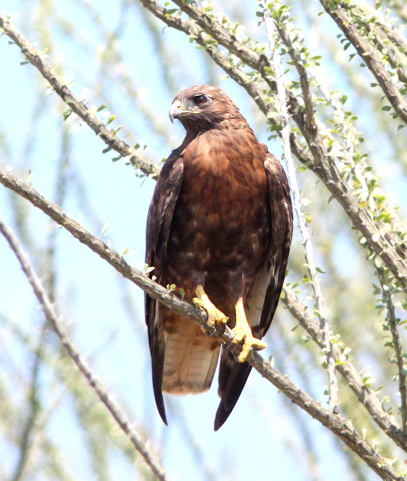230 - RED-TAILED HAWK (9-10-12) intermediate or red phase, california gulch, scc, az  (5)