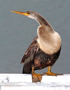 174 - ANHINGA (3-1-13) eagle lakes park facility, collier co, fl  (3)
