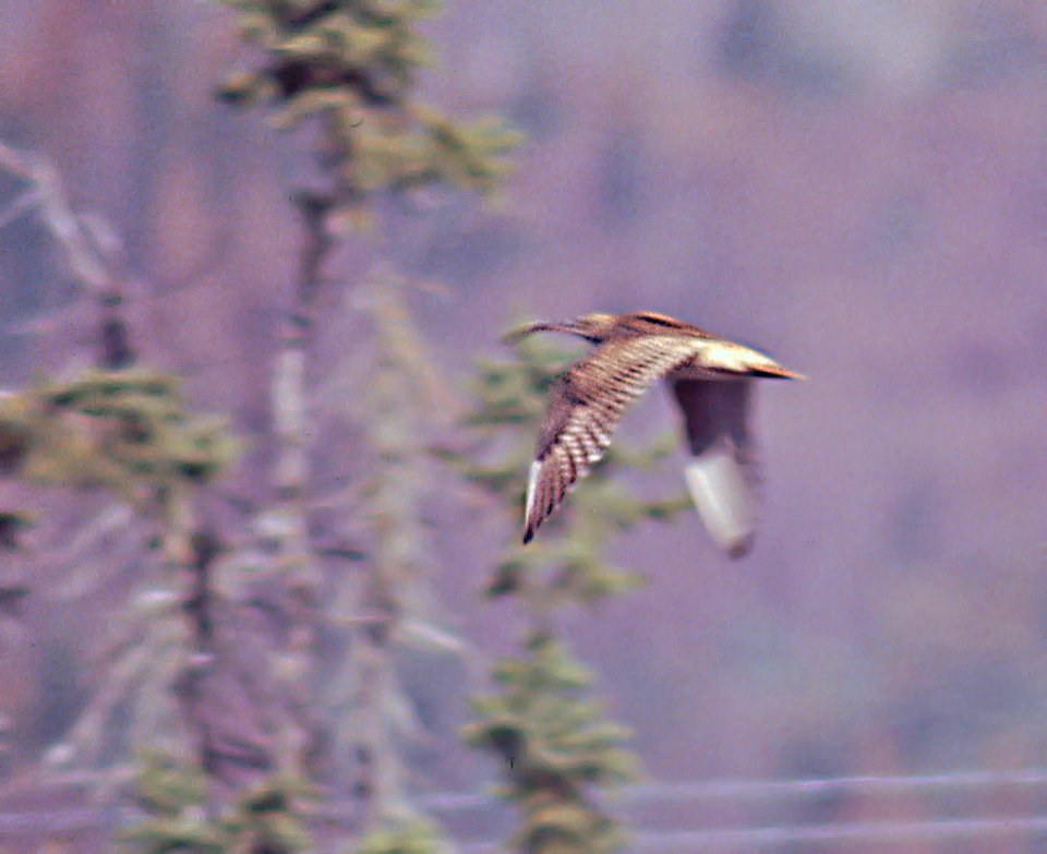 296 - BRISTLE-THIGHED CURLEW (5-12-99) homer, ak  (1)