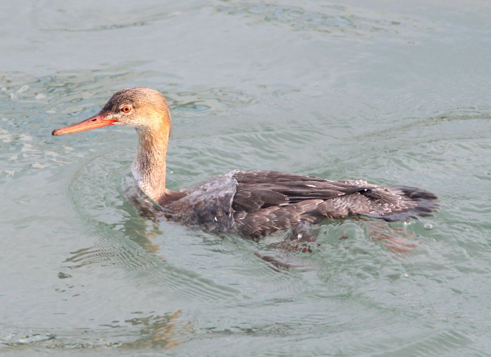 063 - RED-BREASTED MERGANSER (12-17-11) moss landing, ca (1)
