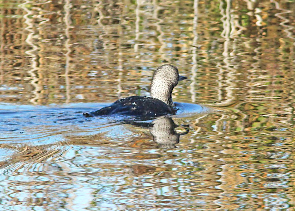 092 - PACIFIC LOON (1-5-10) oso flaco, slo co, ca  (3)