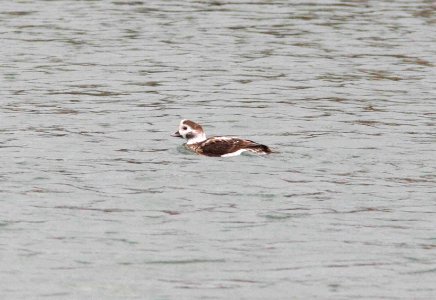056 - LONG-TAILED DUCK (1-20-08) slo, ca