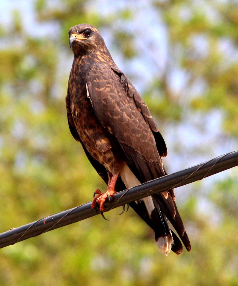 209 - SNAIL KITE (2-27-13) adult, sarasota  co, fl  (6)