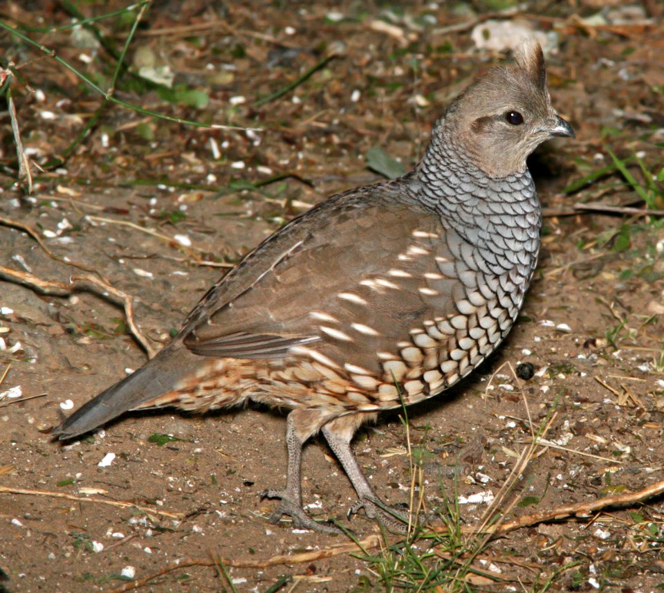068 - SCALED QUAIL (1-15-09) falcon lake st park, tx