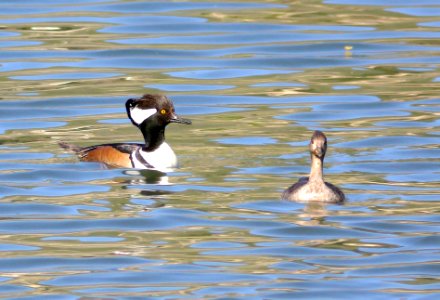 061 - HOODED MERGANSER (3-15-09) bob jones bridge, sloco, ca (1)
