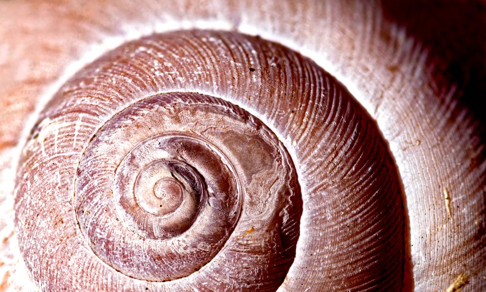 Snail Shell Macro