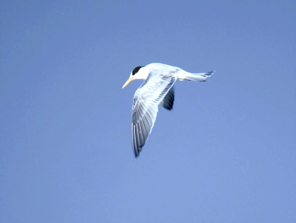 392 - ELEGANT TERN (8-19-07) juv, morro strand, slo co, ca (3)