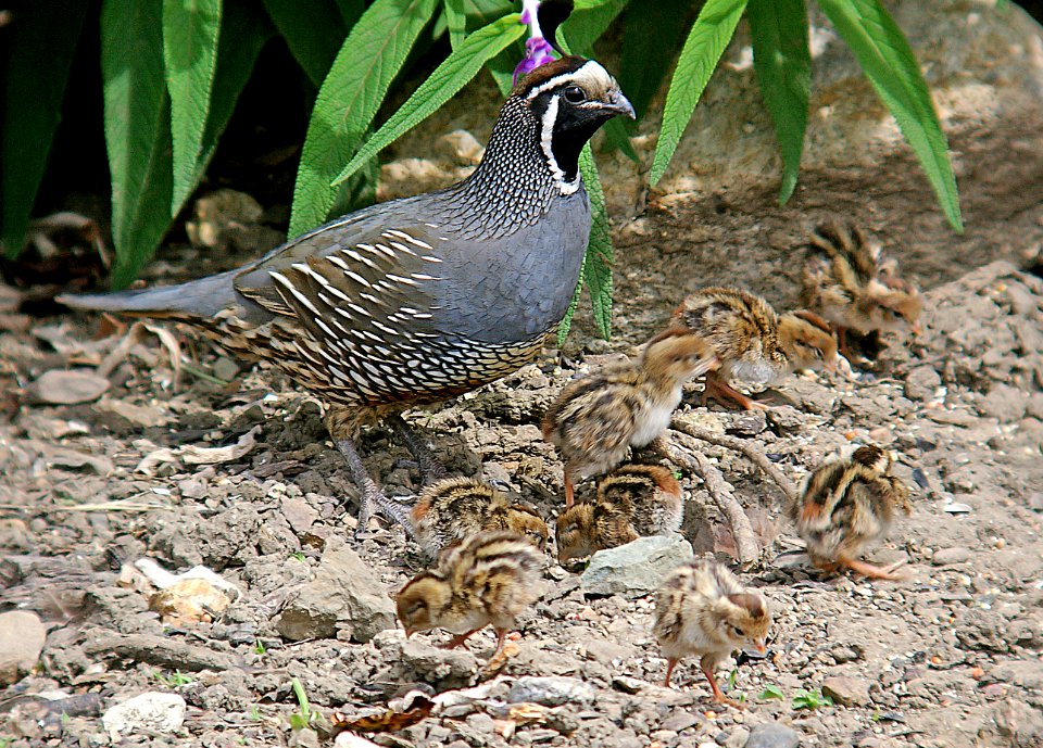 069 - CALIFORNIA QUAIL (6-22-06) with young, canet rd, sloco, ca