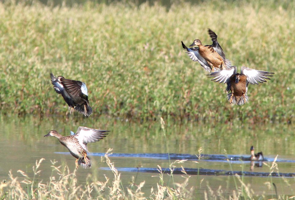 033 - CINNAMON TEAL (9-7-11) patagonia lake state park, scc, az  (3)