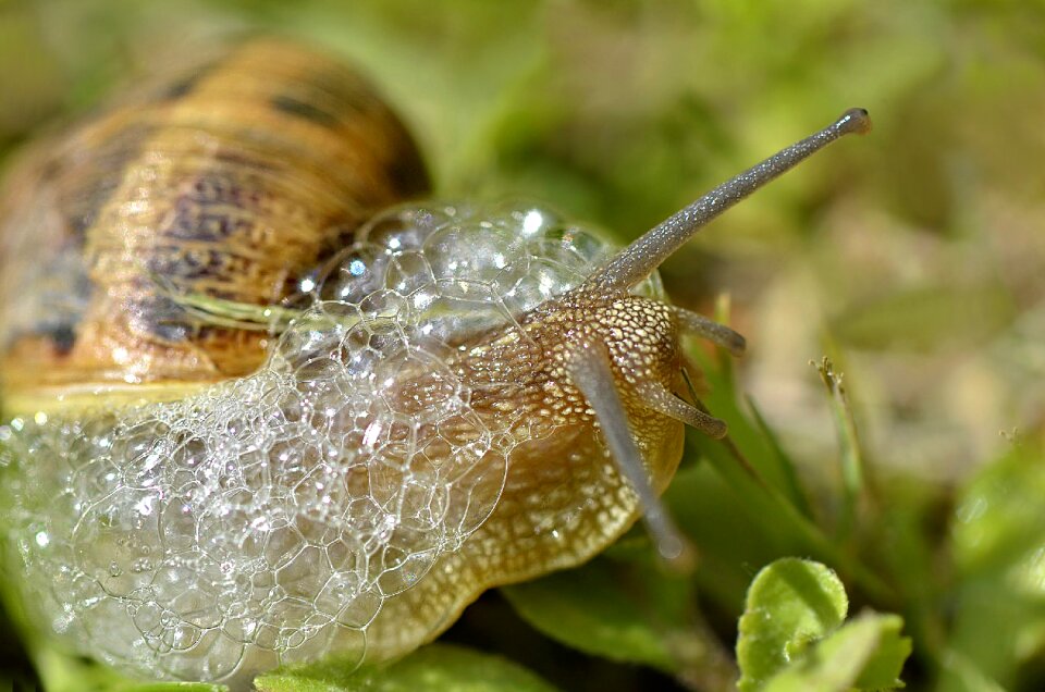 Snail bubbles mollusk
