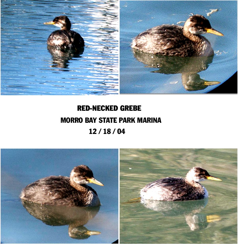 098 - RED-NECKED GREBE  COMPOSITE morro bay. sloco, ca